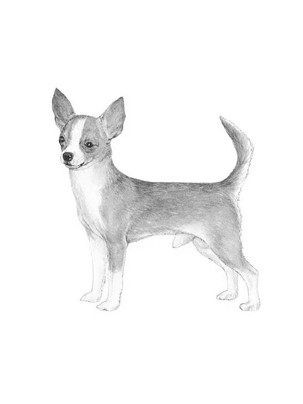 Safe Chihuahua in Killen, AL